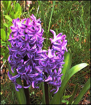 This image has an empty alt attribute; its file name is hyacinth.jpg
